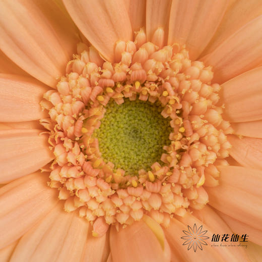 非洲菊 | 巴黎 商品图2