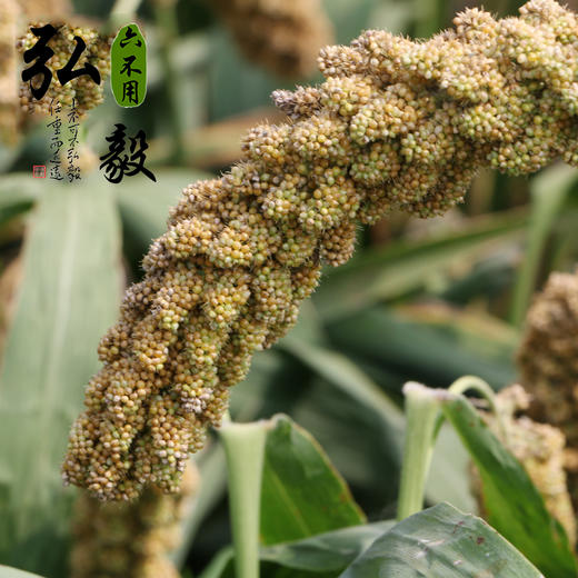 【弘毅六不用生态农场】六不用米醋 农场自产原料酿造 2瓶1000毫升 商品图4