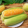 2024年云南瑞丽水果玉米单颗300克以上 多规格特价包邮 商品缩略图0