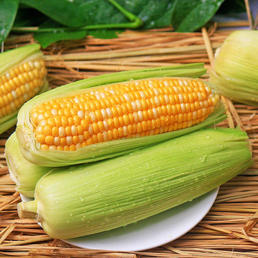 2024年云南瑞丽水果玉米单颗300克以上 多规格特价包邮 商品图0