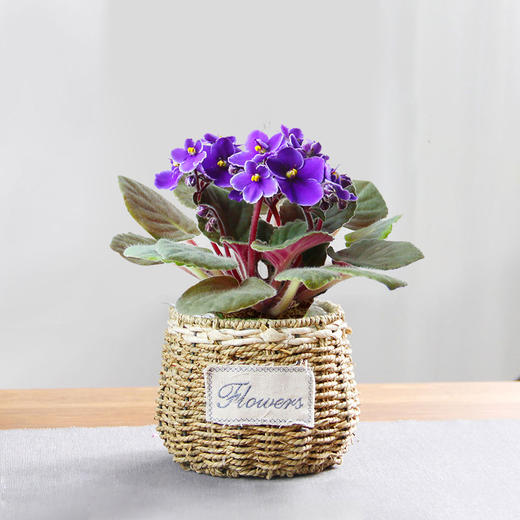 植物好养非洲堇开花带花苞(总高约20cm 盆子随机) - 绿韵花田鲜花店