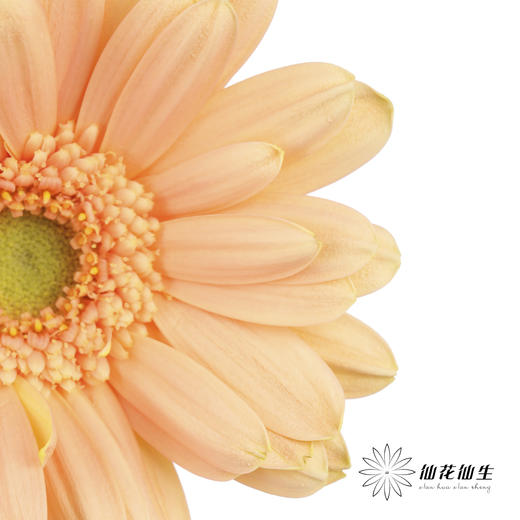 非洲菊 | 巴黎 商品图4