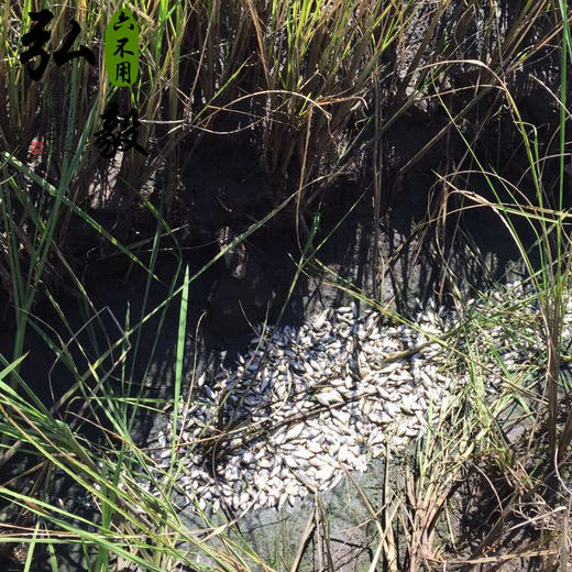 【弘毅六不用生态农场】六不用 五常大米 5斤/份 商品图3