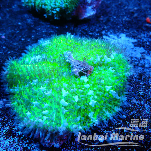 荧光绿虎耳菇 商品图2
