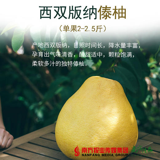 【全国包邮】云南西双版纳傣柚 （单果2-2.5斤）（72小时内发货） 商品图0