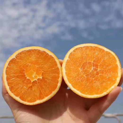 秭归九月老树红橙 果肉细腻，化渣度好橙香味十足，果园现摘现发 商品图6