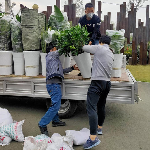 绿植短期日租赁-活动商务会议中心活动租摆绿植盆栽送货上门 商品图1