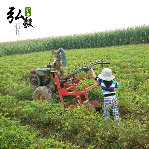 【弘毅六不用生态农场】六不用 花生油 农场自产原料 1000毫升/份 商品图4