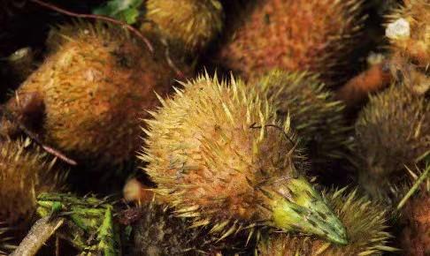 大鸡头米125克净重 商品图9