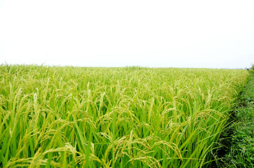 【弘毅六不用生态农场】六不用 鸭稻米 五常大米 2斤/份 商品图2