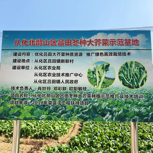 【从化·吕田大芥菜】5-10斤 农家现摘 新鲜大芥菜 商品图3