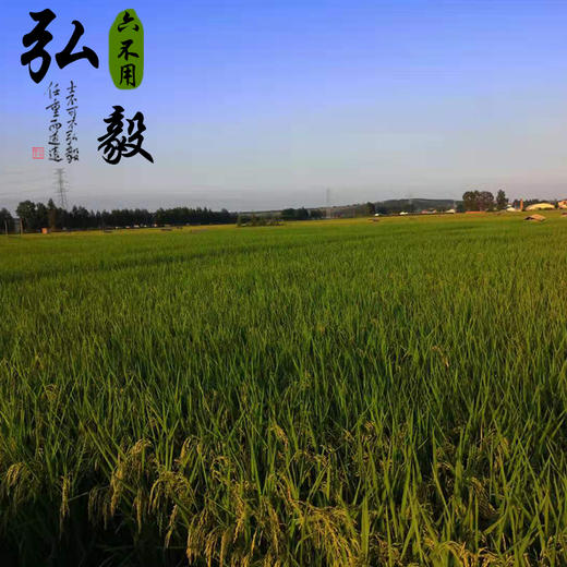 【弘毅六不用生态农场】六不用 弘毅大米 5斤装 商品图2