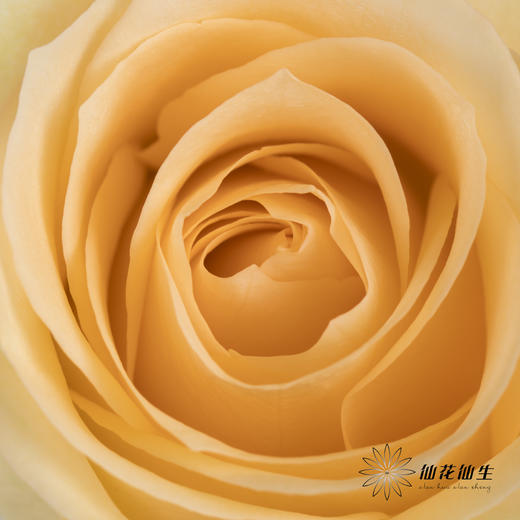 单头玫瑰 | 蜜桃雪山（冬季子弹头不售后 慎拍） 商品图2