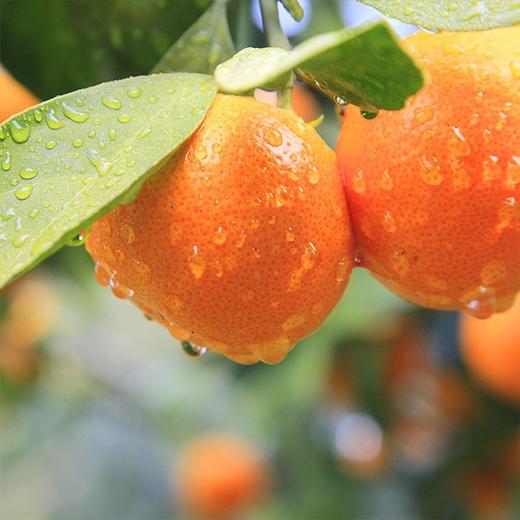 【砂糖橘】3斤/5斤装，纯甜多汁，鲜甜可口 商品图5