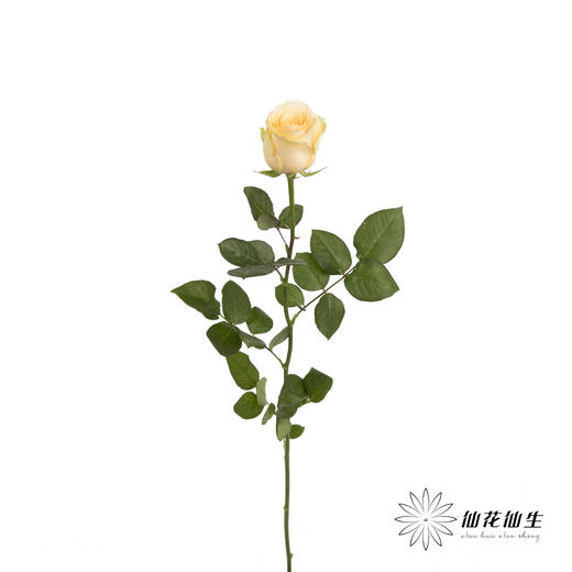 单头玫瑰 | 蜜桃雪山（冬季子弹头不售后 慎拍） 商品图5