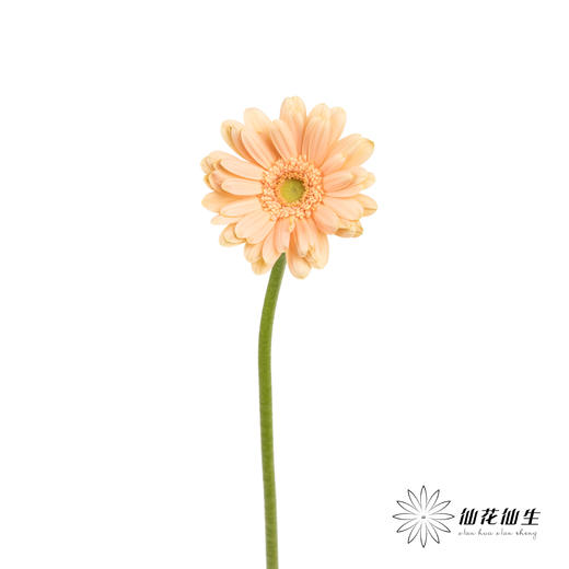 非洲菊 | 巴黎 商品图6
