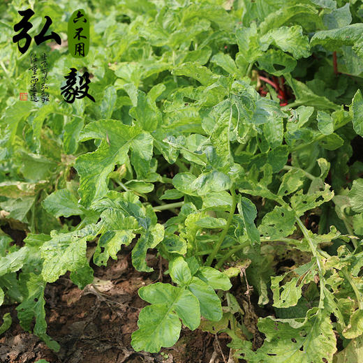 【弘毅六不用生态农场】六不用 顺季节 露地种植 白萝卜 3斤/份 商品图4