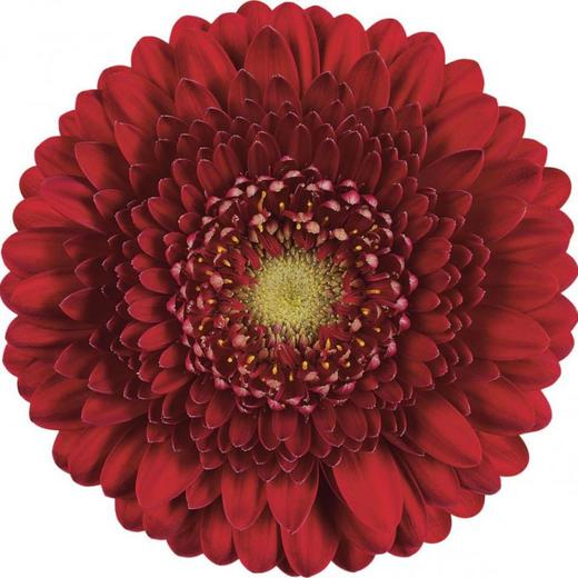 非洲菊重瓣·休斯顿 商品图1