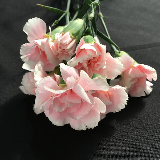 多头康乃馨粉太子