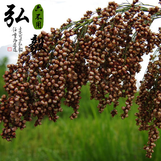 【弘毅六不用生态农场】六不用 原浆酒 礼品装 农场自产原料 1000毫升/份 商品图2