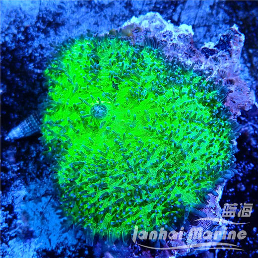 荧光绿虎耳菇 商品图4