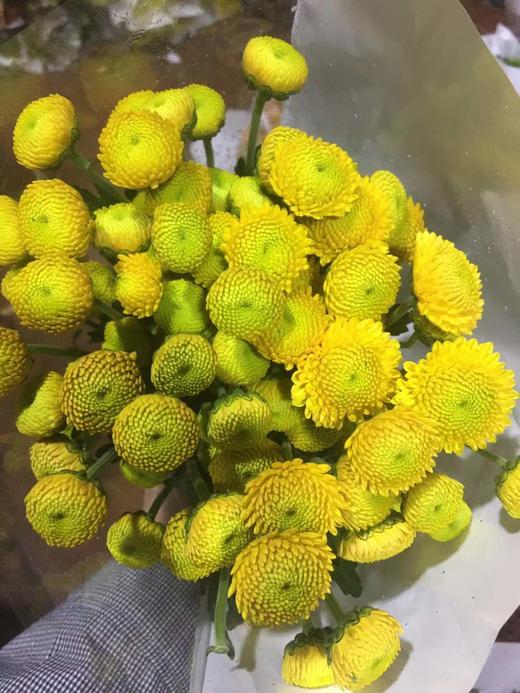 小菊·柠檬黄 商品图0