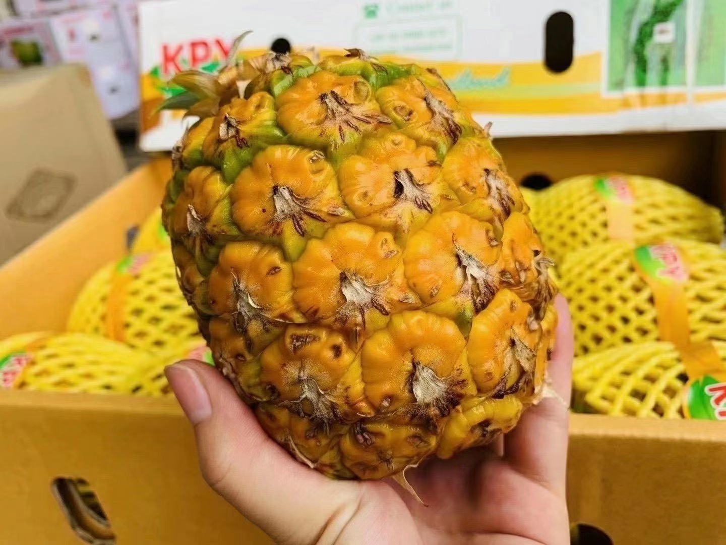 kpy无冠凤梨这款凤梨市面难得!味道又香又甜,个头不大!