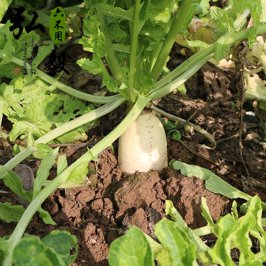 【弘毅六不用生态农场】六不用 顺季节 露地种植 白萝卜 3斤/份 商品图0