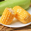 2024年云南瑞丽水果玉米单颗300克以上 多规格特价包邮 商品缩略图5