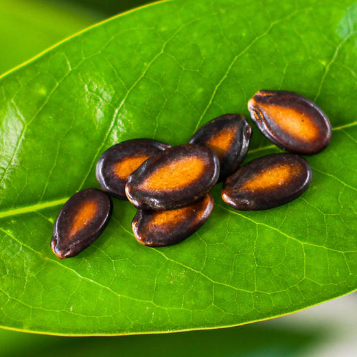旭东908g桶装大片甘草味话梅味西瓜子百里挑一休闲零食坚果炒货年货 商品图2