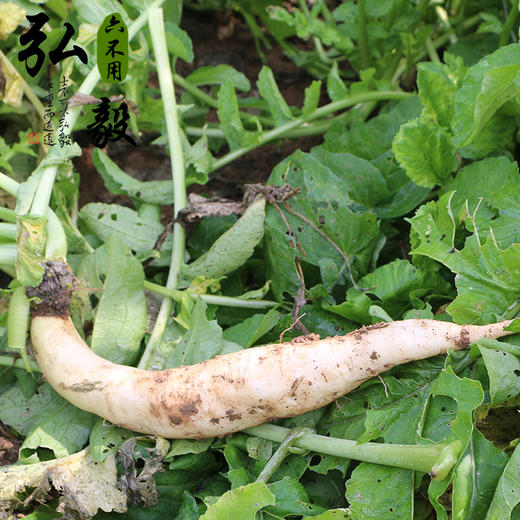 【弘毅六不用生态农场】六不用 顺季节 露地种植 白萝卜 3斤/份 商品图3
