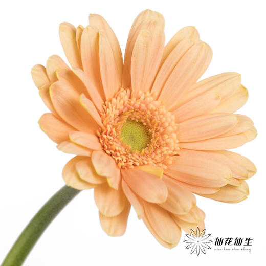 非洲菊 | 巴黎 商品图1