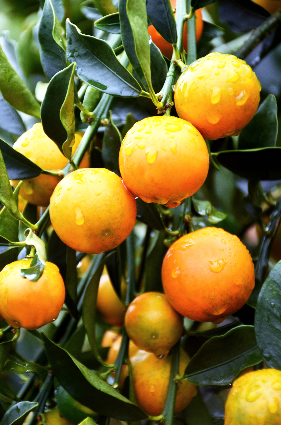 融安脆蜜金桔大果