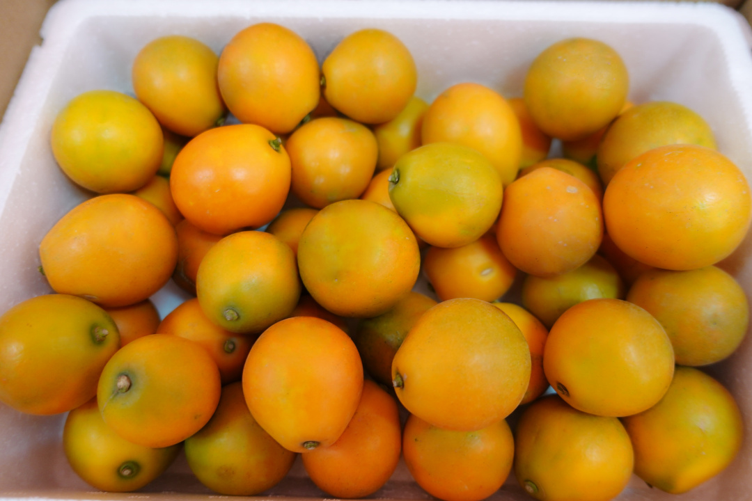 融安脆蜜金桔大果