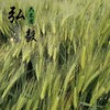 【弘毅六不用生态农场】六不用 大麦粥片 1斤/份 商品缩略图4