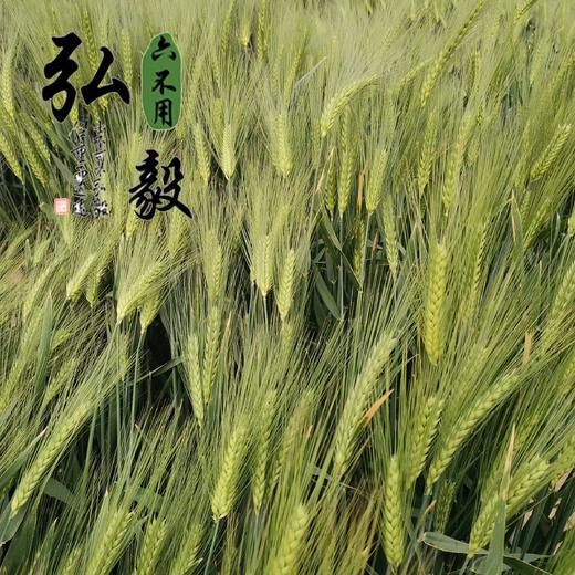 【弘毅六不用生态农场】六不用 大麦粥片 1斤/份 商品图4