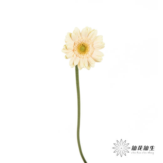 非洲菊 | 圣托里尼 商品图7