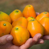 广西脆蜜金柑果皮脆果肉甜礼盒装顺丰包邮下单从广西发货 商品缩略图1