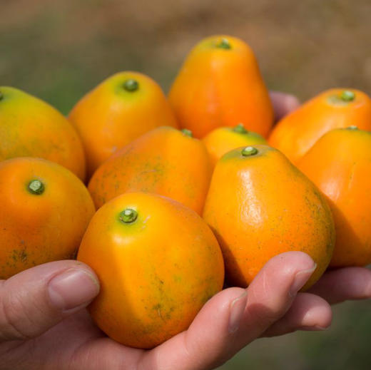 广西脆蜜金柑果皮脆果肉甜礼盒装顺丰包邮下单从广西发货 商品图1