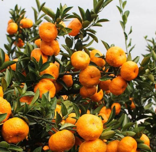 2025年江西南丰小蜜桔 净重5斤 包邮 商品图3