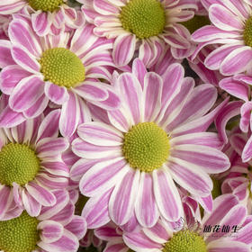 小菊 | 斑纹粉色