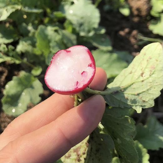 樱桃萝卜Radish（赠品） 商品图1