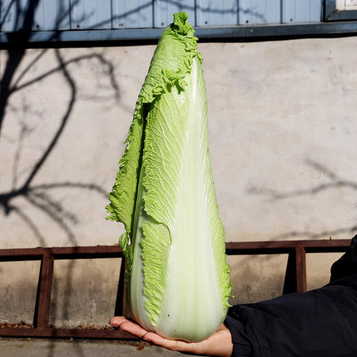 每日现摘密农人家农家自种包尖白菜5斤