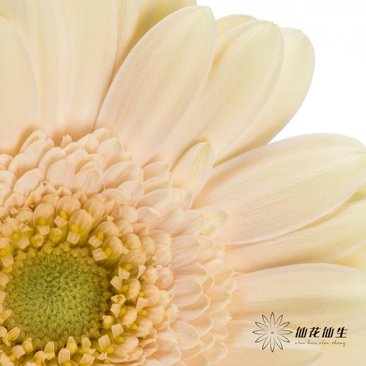 非洲菊 | 圣托里尼 商品图4