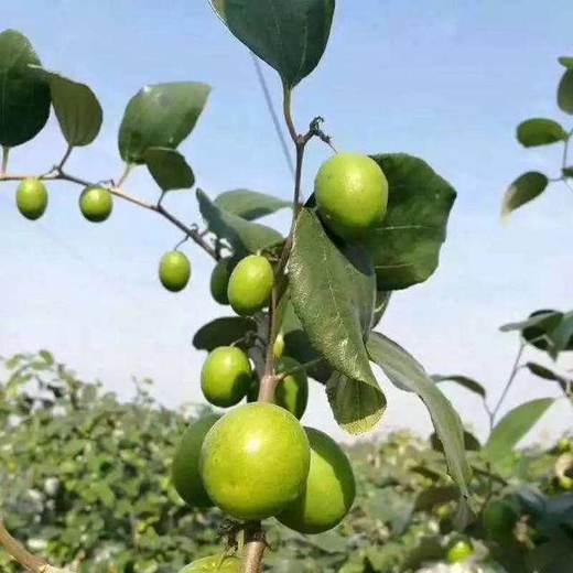 福建漳州牛奶贵妃枣净重4.5斤（25-32个） 全国包邮 商品图3