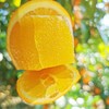 赣南脐橙 |  2025年第一口鲜橙，橙香味甜 商品缩略图5