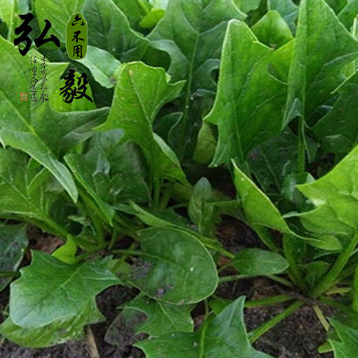 【弘毅六不用生态农场】六不用 顺季节 种植 菠菜 自留种 商品图2