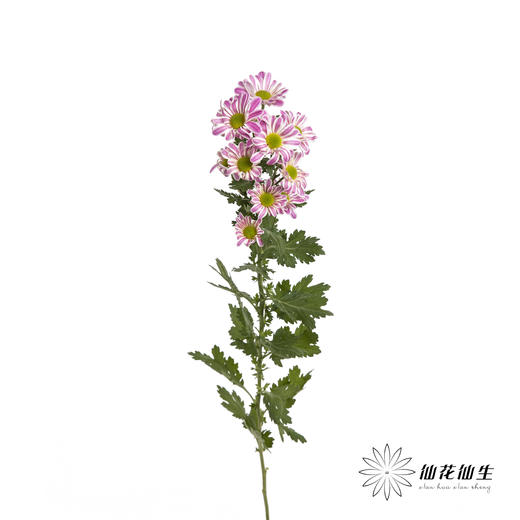 小菊 | 斑纹粉色 商品图8