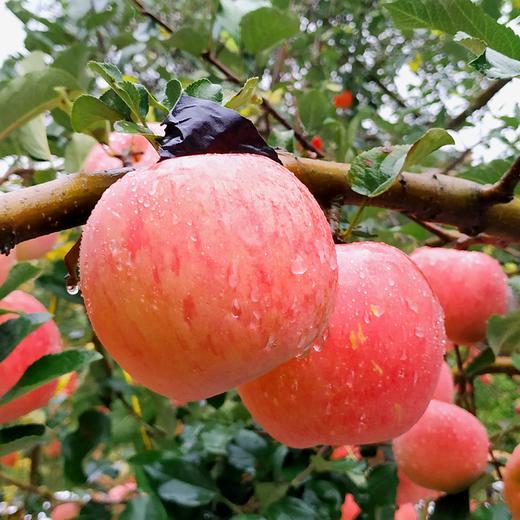 陕西铜川苹果8095果