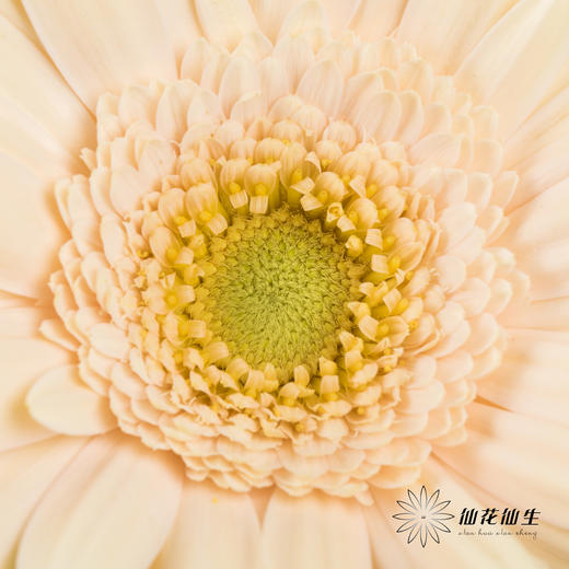 非洲菊 | 圣托里尼 商品图1